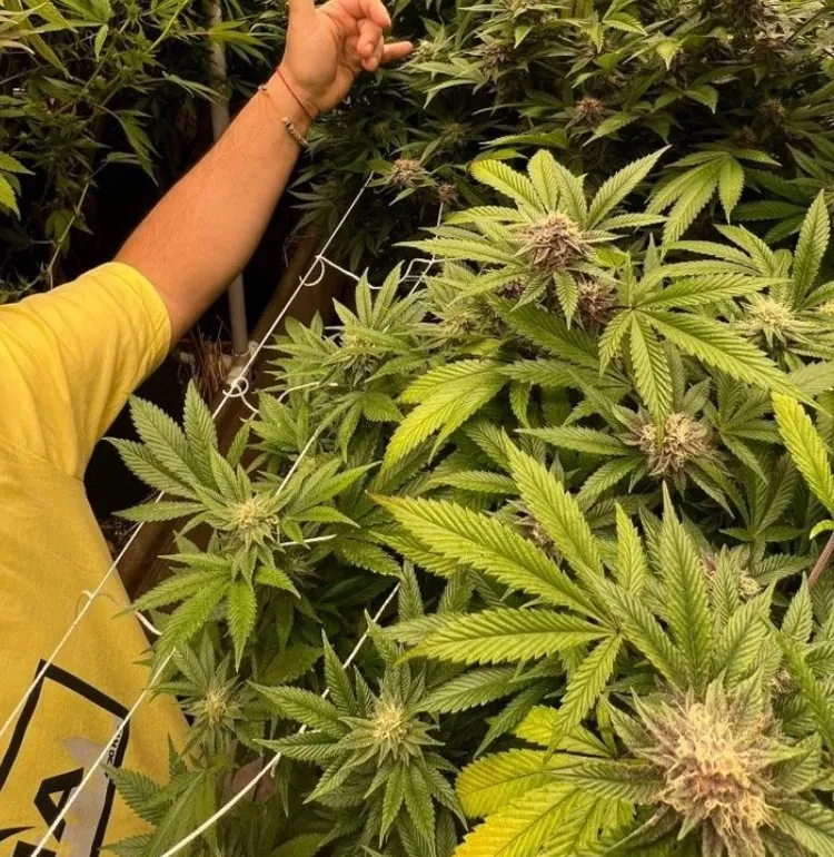 A Royal Crown Farm grower reaching into a dense, flowering living-soil canopy